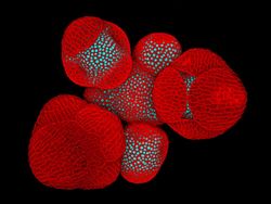 Deretan Jawara Foto Mikroskop yang Mencengangkan Mata