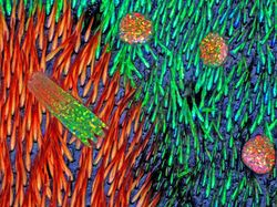 Deretan Jawara Foto Mikroskop yang Mencengangkan Mata