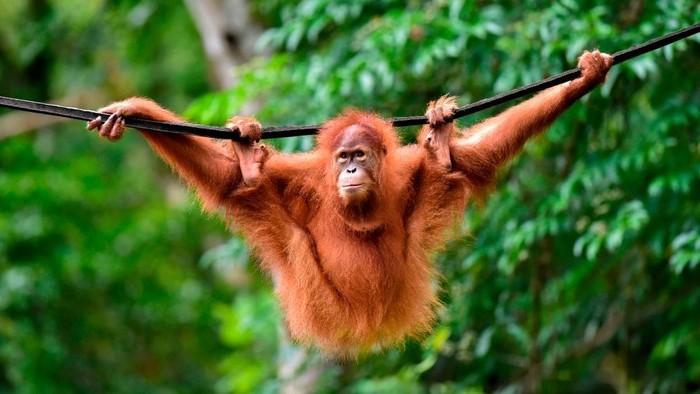 Virus corona: Terancam wabah Covid-19, orangutan, gorila, dan simpanse dikarantina
