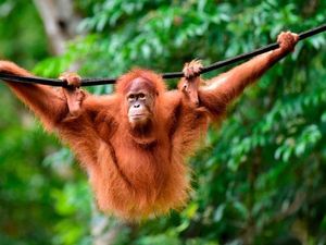 Orangutan Kalimantan Jadi Maskot Merek Susu Malaysia