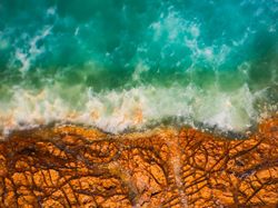 Deretan Jawara Foto Mikroskop yang Mencengangkan Mata