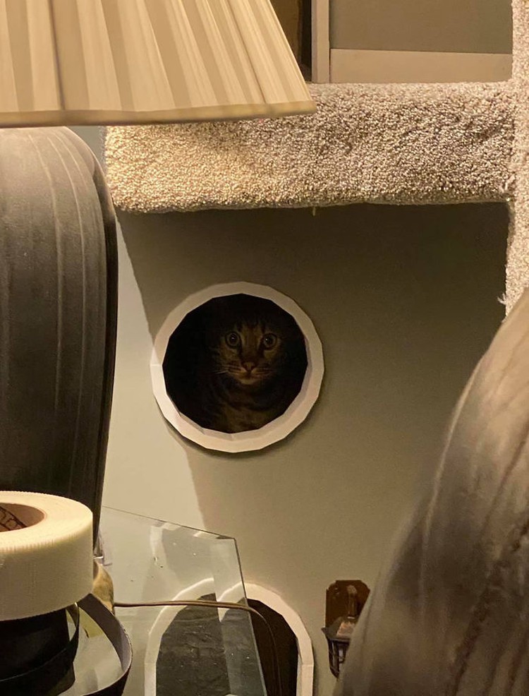 rumah kucing rumah kucing