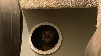 Kucing sejatinya senang memanjat. Tidak heran kalau kucing rumahan suka berada di rak tinggi atau bagian atas lemari es. Foto: via Bored Panda  