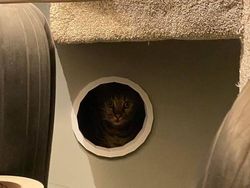 Sayang Kucing, Sang Majikan Buatkan Rumah Keren