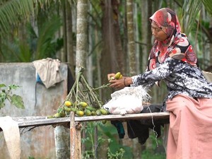 Perempuan Aceh Panjat 60 Pohon Pinang Sehari Demi Hidupi Keluarga