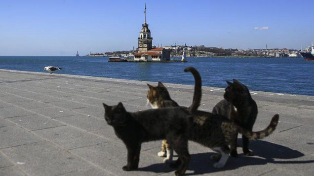 Virus corona: Bagaimana nasib ribuan kucing liar, hewan kesayangan warga Istanbul, Turki, di tengah pandemi?