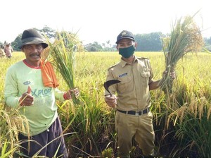 Peran Penyuluh Pertanian Lawan COVID-19 dengan Jaga Stok Pangan