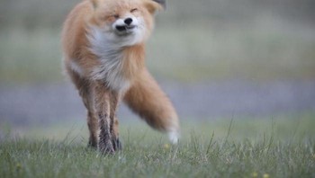 Rubahnya sedang mengibaskan bulu, jadi tidak terlihat keren di depan kamera. Foto: Crap Wildlife Photography