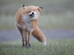 Kocak, Kumpulan Foto Gagal Binatang di Alam Liar