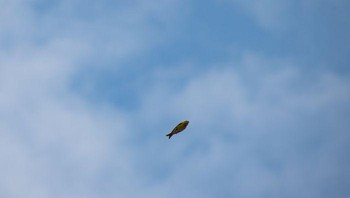 Ikan terbang?? Bukan, itu foto burung yang sayapnya lagi tidak kelihatan. Foto: Crap Wildlife Photography
