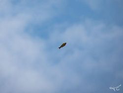 Kocak, Kumpulan Foto Gagal Binatang di Alam Liar