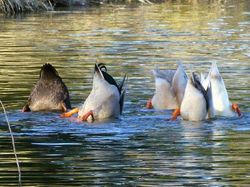 Kocak, Kumpulan Foto Gagal Binatang di Alam Liar