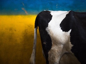 Gegara Truk Terkena Lubang Tol Merak, Sapi Lepas dan Mengamuk di Jalan