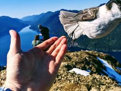 Kocak, Kumpulan Foto Gagal Binatang di Alam Liar