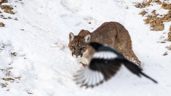 Bisa ketemu predator langka di alam liar, eh malah kena photobomb sama burung. Foto: Crap Wildlife Photography
