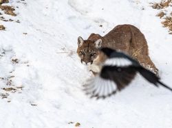 Kocak, Kumpulan Foto Gagal Binatang di Alam Liar