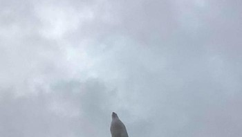 Maksud hati mengambil foto burung dengan sayap mengepak, tapi apa daya timing tidak tepat. Foto: Crap Wildlife Photography