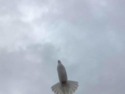 Kocak, Kumpulan Foto Gagal Binatang di Alam Liar