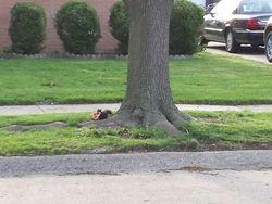 Kocak, Kumpulan Foto Gagal Binatang di Alam Liar