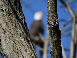 Kocak, Kumpulan Foto Gagal Binatang di Alam Liar