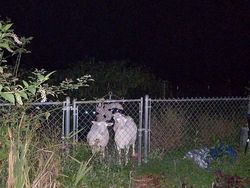 Kocak, Kumpulan Foto Gagal Binatang di Alam Liar