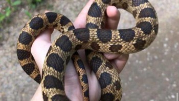 Waduh kalau yang ini justru bikin seram ya. Semoga si fotografer baik-baik saja. Foto: Crap Wildlife Photography