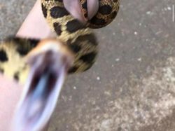 Kocak, Kumpulan Foto Gagal Binatang di Alam Liar