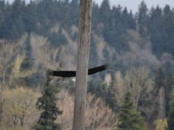 Kocak, Kumpulan Foto Gagal Binatang di Alam Liar