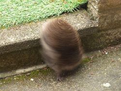 Kocak, Kumpulan Foto Gagal Binatang di Alam Liar