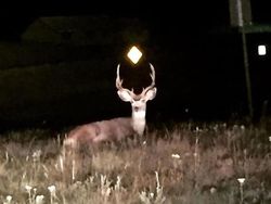 Kocak, Kumpulan Foto Gagal Binatang di Alam Liar