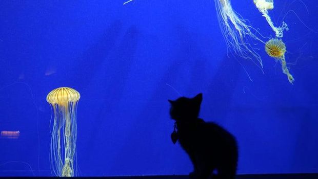 Anak asuh kucing bermain di Aquarium Georgia