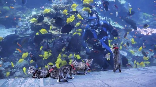 Anak asuh kucing bermain di Aquarium Georgia