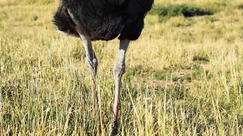 Ostrilla, perpaduan gorila dan burung onta. (Foto: Instagram/gyyporama)