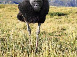 Kumpulan Hasil Photoshop Hewan Hybrid Bikin Gemas