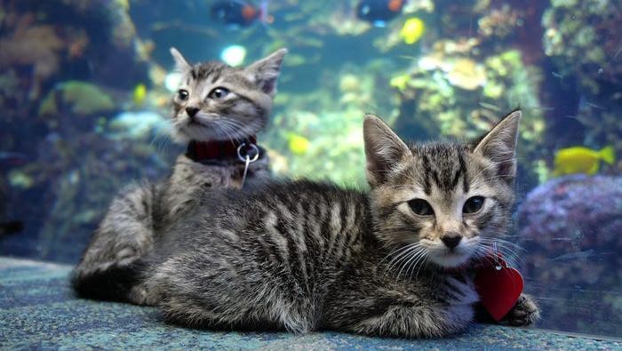 Anak asuh kucing bermain di Aquarium Georgia