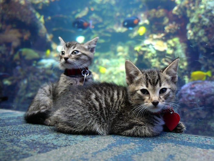 Anak asuh kucing bermain di Aquarium Georgia Anak asuh kucing bermain di Aquarium Georgia
