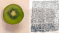 Dengan super telaten menggunakan pinset, Kikkawa You melepaskan satu per satu biji kiwi. Ia bahkan mengurutkan dan menghitung jumlah keseluruhannya yang mencapai 571. Foto: Twitter @kikkawa_you