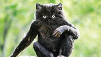 Monkat, perpaduan monyet dan kucing. (Foto: Instagram/gyyporama)