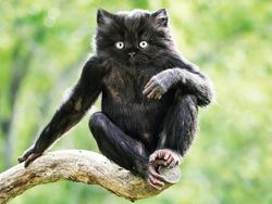 Kumpulan Hasil Photoshop Hewan Hybrid Bikin Gemas