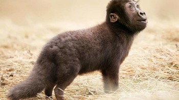 Forilla, perpaduan gorila dan rubah. (Foto: Instagram/gyyporama)