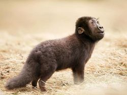 Kumpulan Hasil Photoshop Hewan Hybrid Bikin Gemas