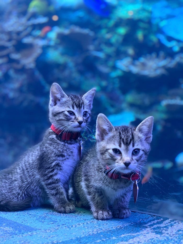 Anak asuh kucing bermain di Aquarium Georgia