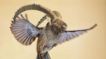 Spoat, perpaduan burung dan kambing. (Foto: Instagram/gyyporama)