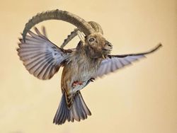 Kumpulan Hasil Photoshop Hewan Hybrid Bikin Gemas