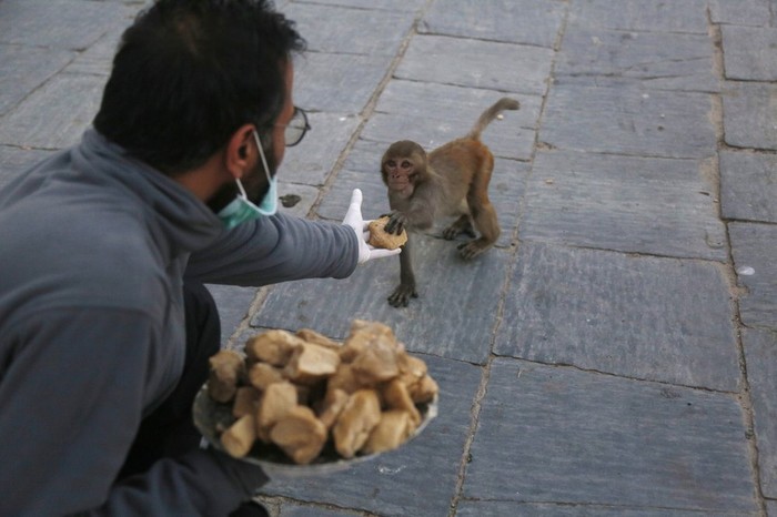 Indahnya Berbagi Makanan dengan Satwa Kelaparan di Nepal