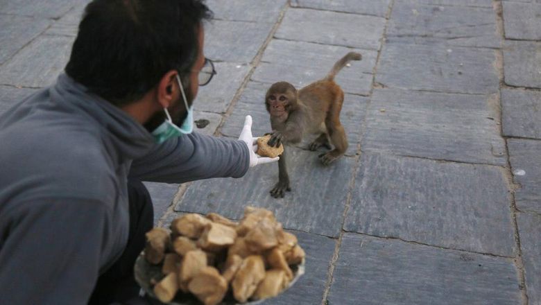 Indahnya Berbagi Makanan dengan Satwa Kelaparan di Nepal Indahnya Berbagi Makanan dengan Satwa Kelaparan di Nepal