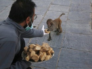 Satwa di Nepal Kelaparan, Orang-orang Ini Datang Menyelamatkan