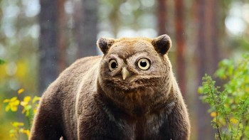 Bowl, perpaduan beruang dan burung hantu. (Foto: Instagram/gyyporama)