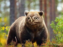 Kumpulan Hasil Photoshop Hewan Hybrid Bikin Gemas