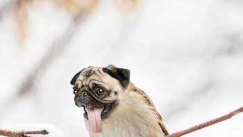 Spug, perpaduan burung dan anjing. (Foto: Instagram/gyyporama)